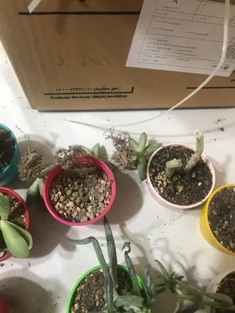 گیاه طبیعی کاکتوس و ساکولنت آیدین کاکتوس کد CB-004 بسته 12 عددی