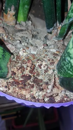 سم قارچ کش کاربندازیم مهر و ماه مدل S01 وزن 50 گرم