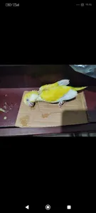 تجریه خرید مکمل غذایی پرندگان زینتی آریا فارم مدل غذای کمکی جیلراک وزن 500 گرم