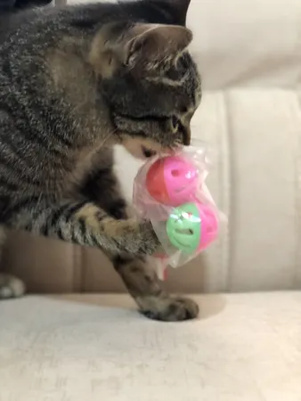 اسباب بازی گربه و سگ توپ زنگوله دار مدل Plastic Bell Balls بسته 6 عددی