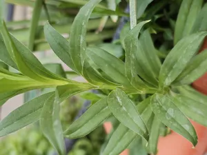 تجریه خرید بذر گل نیلوفر رونده الوان آذر سبزینه مدل A138