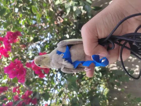 جلیقه پرواز عروس هلندی کد A12