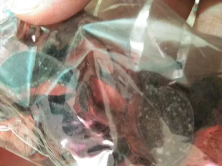 گل خشک مدل 01