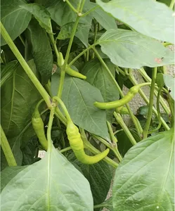 تجریه خرید بذر فلفل قلمی شیرین بذر طلایی برتر کد BZT-60