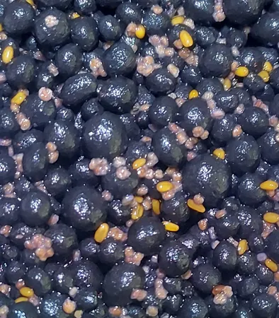 بذر پلنت آکواریوم مدل چمن ریز کوبایی