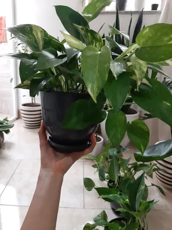 گلدان طرح ارکیده کد 164