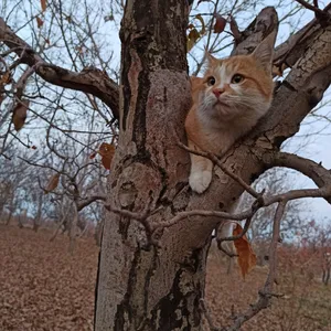 تجریه خرید غذای بچه گربه سلبن مدل indoor وزن2.5 کیلوگرم