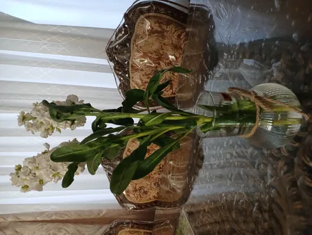 گلدان دکوری مدل شیشه ای دنیز