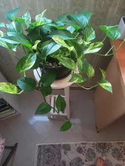 گیاه طبیعی پتوس مدل P-12