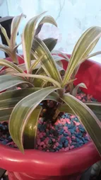 سنگ تزیینی مدل RB900 وزن 900 گرم