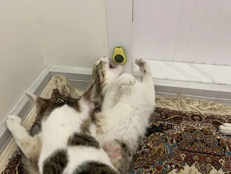 تشویقی دندانی گربه مدل آبنبات کت نیپ دار avo01