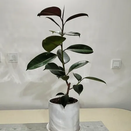 گل طبیعی فیکوس بلک  تافکو کد 1402