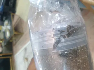 تجریه خرید دانه‌ چیا مطلوب - 550 گرم