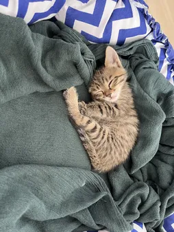 جای خواب سگ و گربه مدل star8