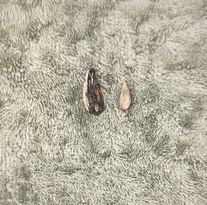 تجریه خرید تخمه آفتابگردان چاپار - 200 گرم