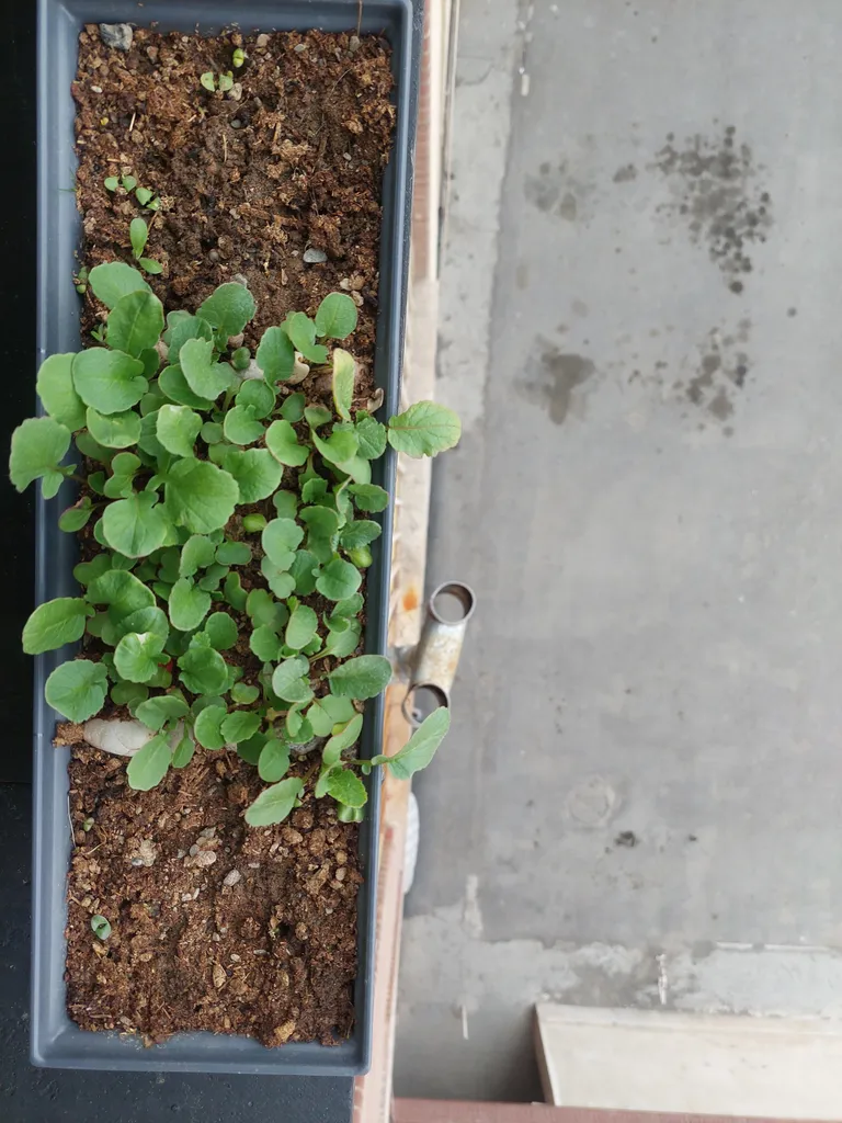 بذر گشنیز بذر طلایی برتر کد BZT-98