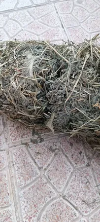 یونجه خشک خرگوش و خوکچه خرگوشک مدل A001 وزن 1000 گرم