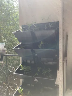 گلدان دیواری طرح دیوار سبز مدل Lotus بسته 6 عددی