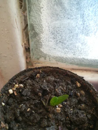 بذر ساکولنت هاورتیا بذر طلایی رویان کد BZT-122