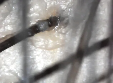 میکروسکوپ دیجیتال مدل 1000X