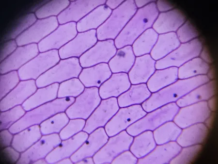 میکروسکوپ کامار مدل XS-1280X NEW