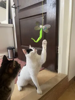 اسباب بازی گربه مدل 58