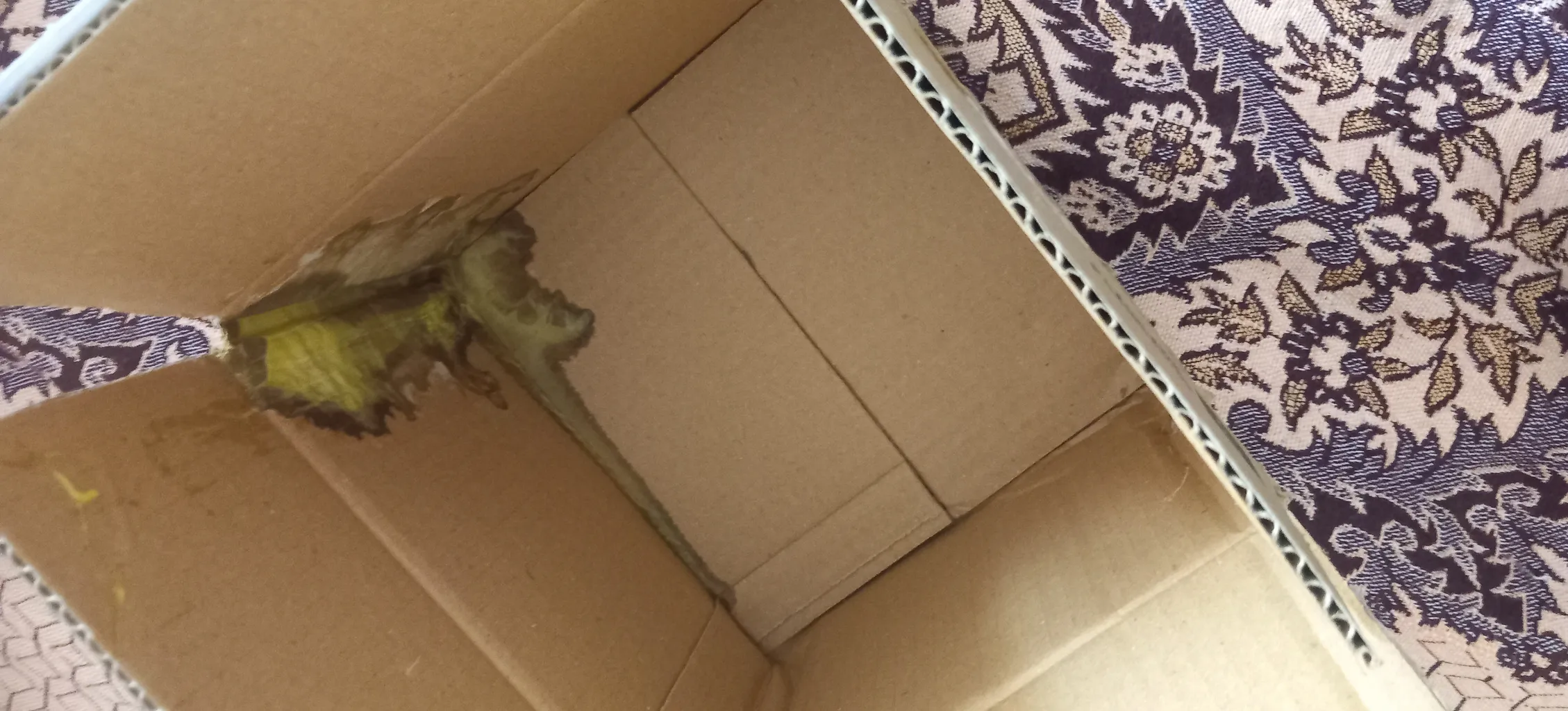 شربت آرژی پلاس  -200 میلی لیتر