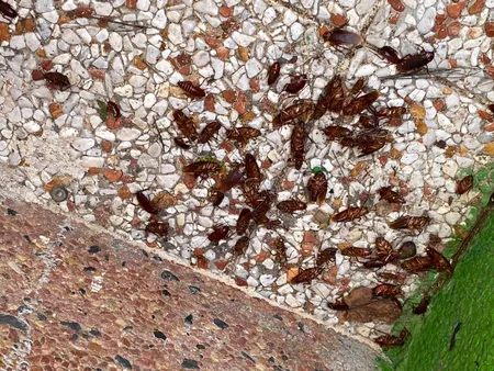 اسپری مایع حشره کش کامن مدل NEW حجم 460 میلی لیتر