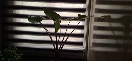 گیاه بابا آدم  کد 18