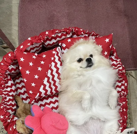 جای خواب سگ و گربه مدل mypet367