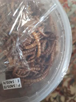 تشویقی مرغ مینا فود فارمز لند مدل میل ورم وزن 50 گرم