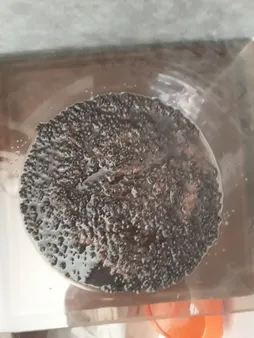 بذر پلنت آکواریوم مدل چمن ریز کوبایی