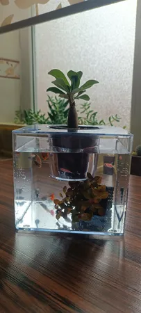 گلدان طرح آکواریوم کد ck106