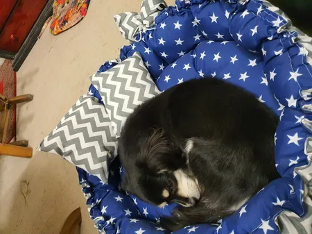 جای خواب سگ و گربه مدل mypet367