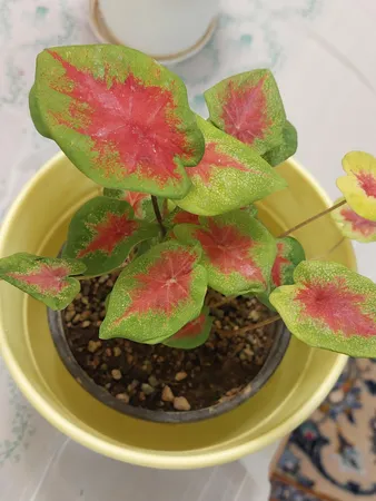 گیاه طبیعی کالادیوم مدل C-28