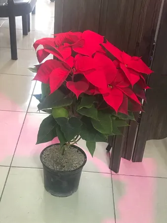 گل طبیعی بنت قنسول کد 105