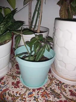 گلدان شهرآذین مدل رویال 1500