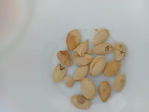 تجریه خرید تخمه کدو گوشتی چاپار مقدار 400 گرم