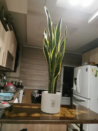 گل طبیعی سانسوريا ابلق تافکو مدل غلاف کد 3x