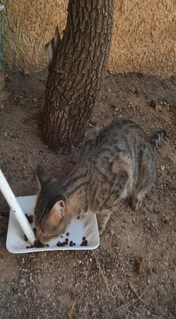 غذای خشک گربه مفید مدل Poultry&Fish وزن 500 گرم