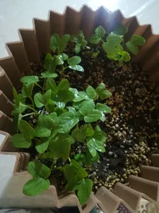 تجریه خرید بذر گل نیلوفر رونده الوان آذر سبزینه مدل A138