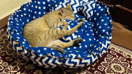 جای خواب سگ و گربه مدل star8