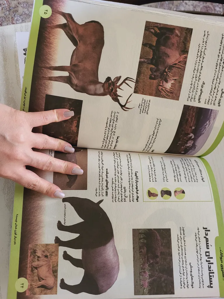 کتاب دایره المعارف فضا دایناسور ها بدن انسان حیوانات اثر جمعی از نویسندگان ترجمه جمعی از مترجمان انتشارات هیتا 4 جلدی چاپ اول