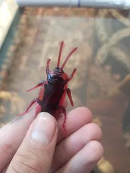 ابزار شوخی طرح سوسک مدل sger-25 بسته 5 عددی