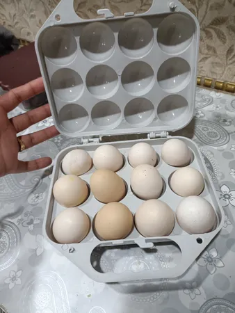 ظرف نگهدارنده تخم مرغ مدل نیکسون