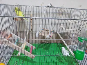 تجریه خرید تشویقی طوطی هپی برد مدل استیک پرستیژ وزن 60 گرم