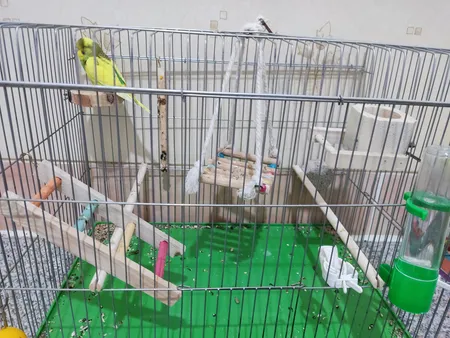 تشویقی طوطی هپی برد مدل استیک پرستیژ وزن 60 گرم