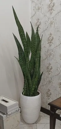 گیاه طبیعی سانسوریا کد AS-27