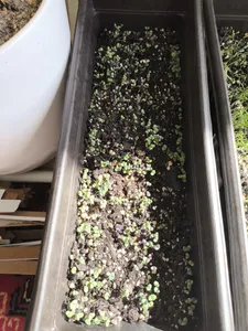 تجریه خرید بذر ریحان بنفش بذر طلایی برتر کد BZT-94