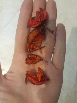 گل خشک مدل 501